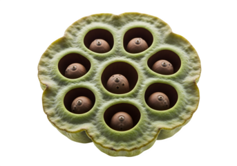 Close up of a lotus seed pod isolated on transparent background, showcasing its unique pattern and texture with seeds inside