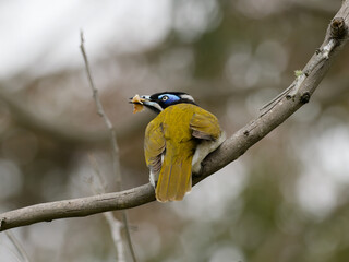 Male Blue faced Honeyeater (Entomyzon cyanotis) perched in a branch holding food in beak with bokeh background.