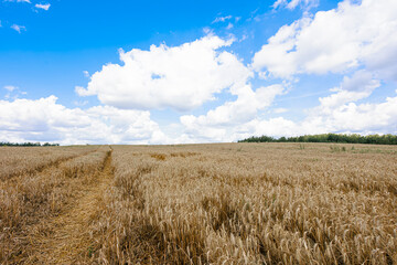 A picturesque golden wheat field under a bright blue sky, showcasing the beauty of nature and the abundance of harvest.
