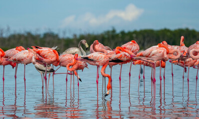 Obraz premium flamingos in the lake
