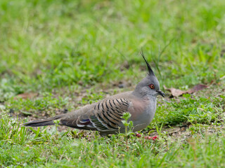 Crested Pigeon (Ocyphaps lophotes)  standing on grass.