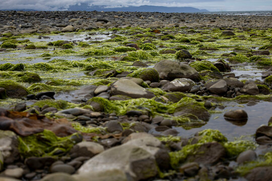 Seaweed at beach in Homer, Alaska.