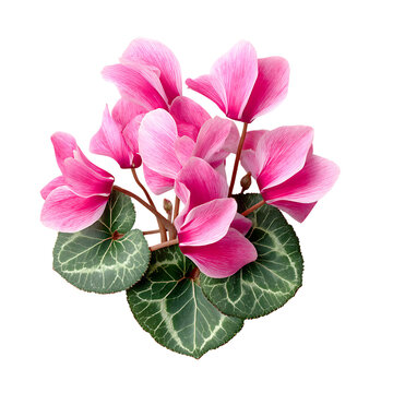 showcasing pink ivy-leaf cyclame png