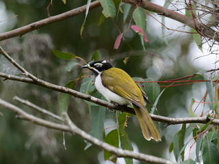 Blue-faced Honeyeater (Entomyzon cyanotis) perched on a gum tree branch with green leaves