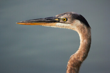 great blue heron
