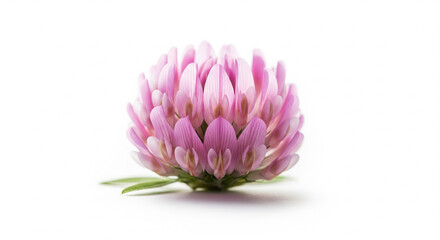 Single pink clover on white background