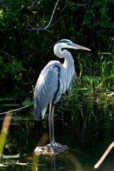 great  heron