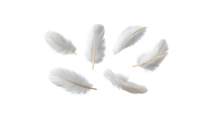 A white feather gently floating in the air

