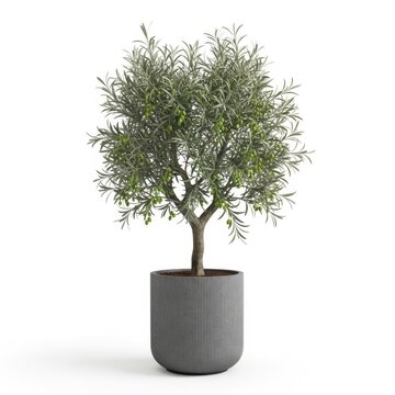 Potted olive tree isolated on transparent background