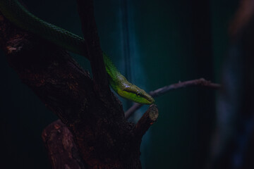 Vibrant Green Snake Resting on Tree Branch in a Zoo at Malaysia