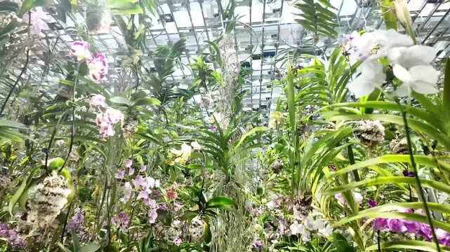 Orchids greenhouse garden vibrant display Vanda falcata Neofinetia flowers nature