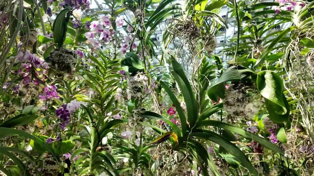 Hanging orchids plant garden greenhouse Rhynchostylis coelestis Vanda Dendrobium variety