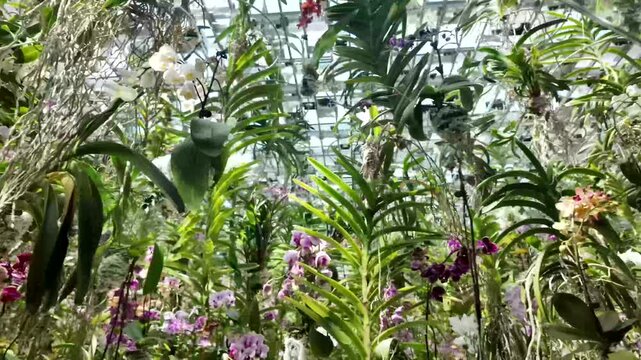 Wind Orchid Neofinetia falcata Aerides Foxbush Cats tail plants greenhouse garden