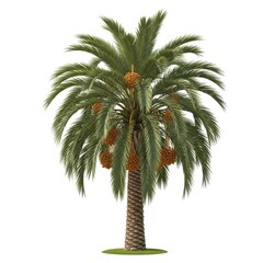 Fototapeta premium A healthy date palm tree with ripe fruit isolated on transparent background