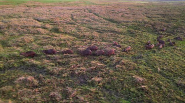 Aerial view group of capybaras moving through a vast grassland, Sunrise time South America