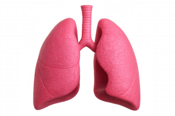 3d rendering of healthy pink lungs isolated on transparent background, perfect for medical illustrations and educational projects