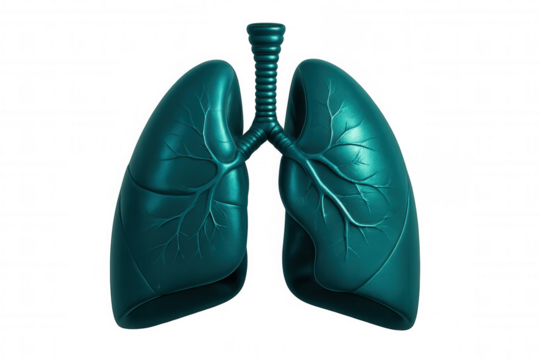 3d rendering of teal metallic human lungs isolated on transparent background, perfect for medical illustrations