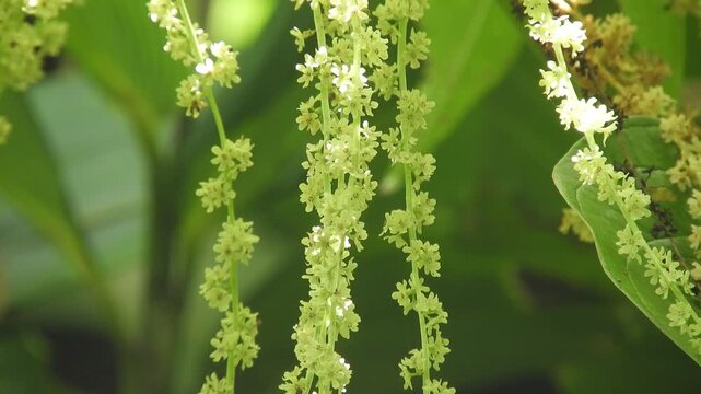 [4K] Close-up of Dioscorea tokoro (Onidokoro) Male Flowers: Pale Green Inflorescence Hanging Down 【4K】淡緑色の雄花の花序が垂れ下がるオニドコロ（鬼野老）の野草のクローズアップ 撮影日：20250821-1