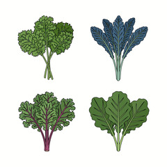 Fresh Green Kale Leaves
