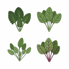 Fresh Spinach Leaves