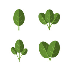 Fresh Spinach Leaves