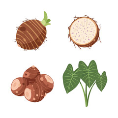 Taro Plant with Fruit