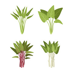 Water Spinach: Fresh Green Vegetables