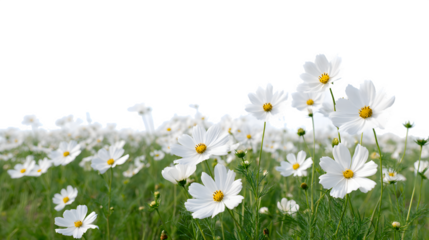 A serene field filled with white cosmos flowers under a clear sky, perfect for nature lovers and floral enthusiasts
