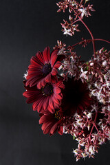 A bunch of pretty red daisies on a black background