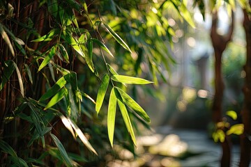 Fototapeta premium Lush bamboo leaves bathed in sunlight
