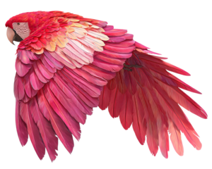 Brightly colored wing of pink macaw parrot white background, PNG