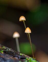 Three small, light-brown mushrooms sprout from damp, dark wood
