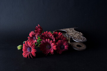 A bunch of pretty red daisies on a black background