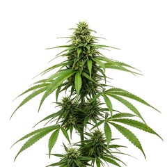 Close-up view of a cannabis plant.