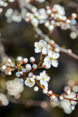 Delicate white cherry blossoms blooming on spring branch with soft blurred background. Close-up of white cherry blossoms in full bloom, with buds and soft bokeh background creating a serene spring