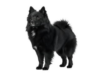 A black and white Spitz dog stands alert against a pure black background.