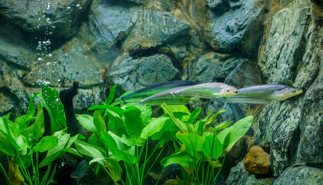 Phalacronotus apogon in a freshwater aquarium. A group of three shimmering Phalacronotus apogon, also known as Metallic Sheatfish, swims among green aquatic plants and rocky background in an aquarium