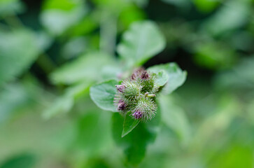 Close up of blooming Burdock flowers, Arctium, which can be used for essential oils. This flowering medicinal plant is found in the forest of the Pacific Northwest, Oregon.