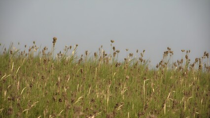 Morning breeze over green meadow with reeds and wildflowers