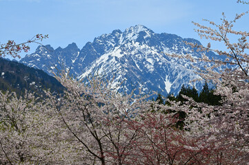 桜と新緑が共演する早春の残雪が残る剱岳