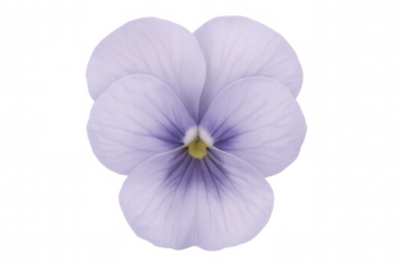 Light purple pansy flower, delicately blooming against transparent backdrop, highlighting soft petals and gentle coloration
