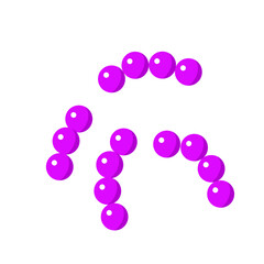 Streptococcus pneumoniae bacterial vector