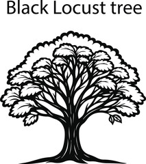 Obraz premium Black Locust Tree Silhouette Vector Illustration – Isolated Deciduous Tree Design