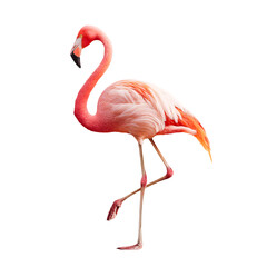 Fototapeta premium Elegant pink flamingo standing on one leg with curved neck isolated on transparent background