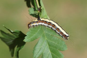 Caterpillar grey dagger (Acronicta psi), family Noctuidae on a leaf of common hawthorn, one-seed hawthorn (Crataegus monogyna). Summer, August, Netherlands.