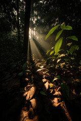 experience beauty of summer landscapes and nature across  diverse countries focusing on lush tropical