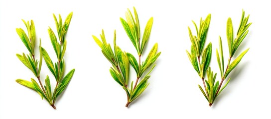 Obraz premium Three sprigs of green and yellow leafy thyme, isolated on a white background, casting soft shadows