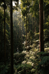 experience beauty of summer landscapes and nature across  diverse countries focusing on lush tropical
