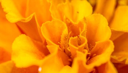 Fototapeta premium Navratri Celebrate with Vibrant Orange Marigold Flower Macro Shot for Festive Decor
