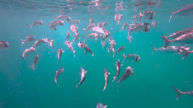 Schooling long-jawed mackerel fish swimming and feeding at surface of ocean in crystal clear water of Amed in Bali Indonesia